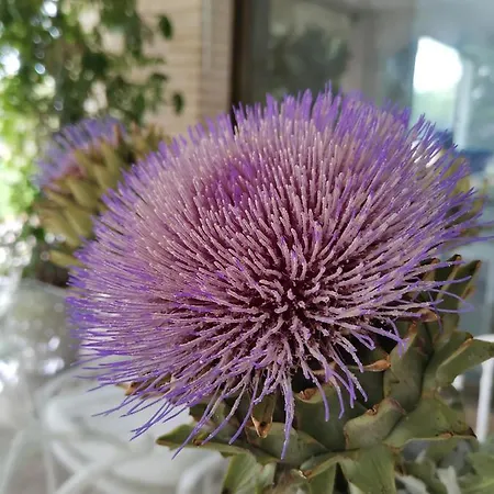 Casa Jardin 펜션 알비르